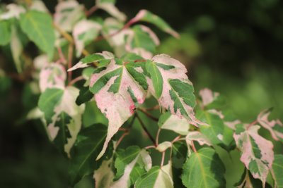 Acer crataegifolium 'Veitchii' - javor hloholistý - listy